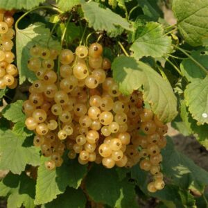 Groseilles à grappe