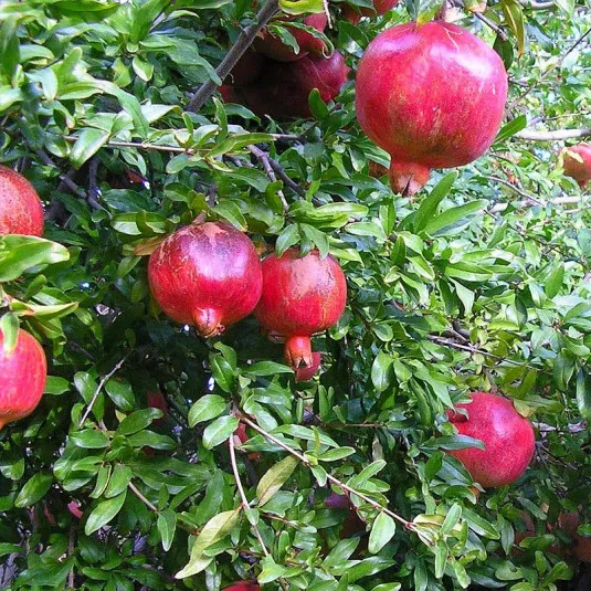 Grenadier – Image 2