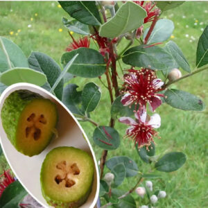 Feijoa